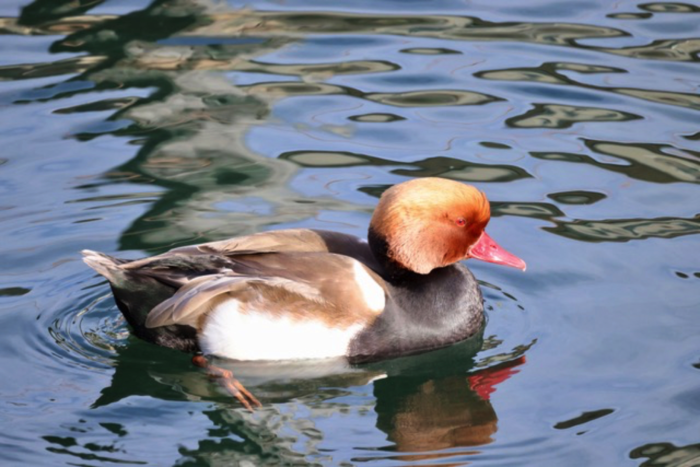 Wasser-Vogel-Zählung